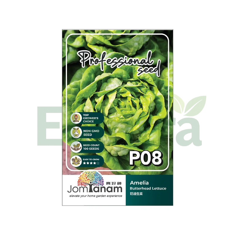 P08 BUTTERHEAD LETTUCE